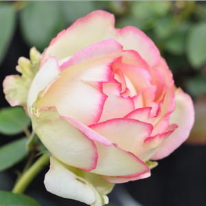 Biedermeier® - trandafiri - www.pharmarosa.ro